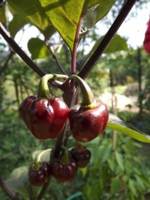 Bode roxa chili - Csípős paprika ritkaságok az Egzotikus Növények Stúdiója kínálatában